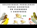 TRATAMIENTO PARA LAS PATAS ABIERTAS💯 (PATAS DE RANA🐸) EN LOS PICHONES🐣 + SORPRESA🥳