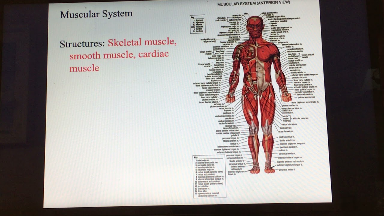 Body Systems YouTube