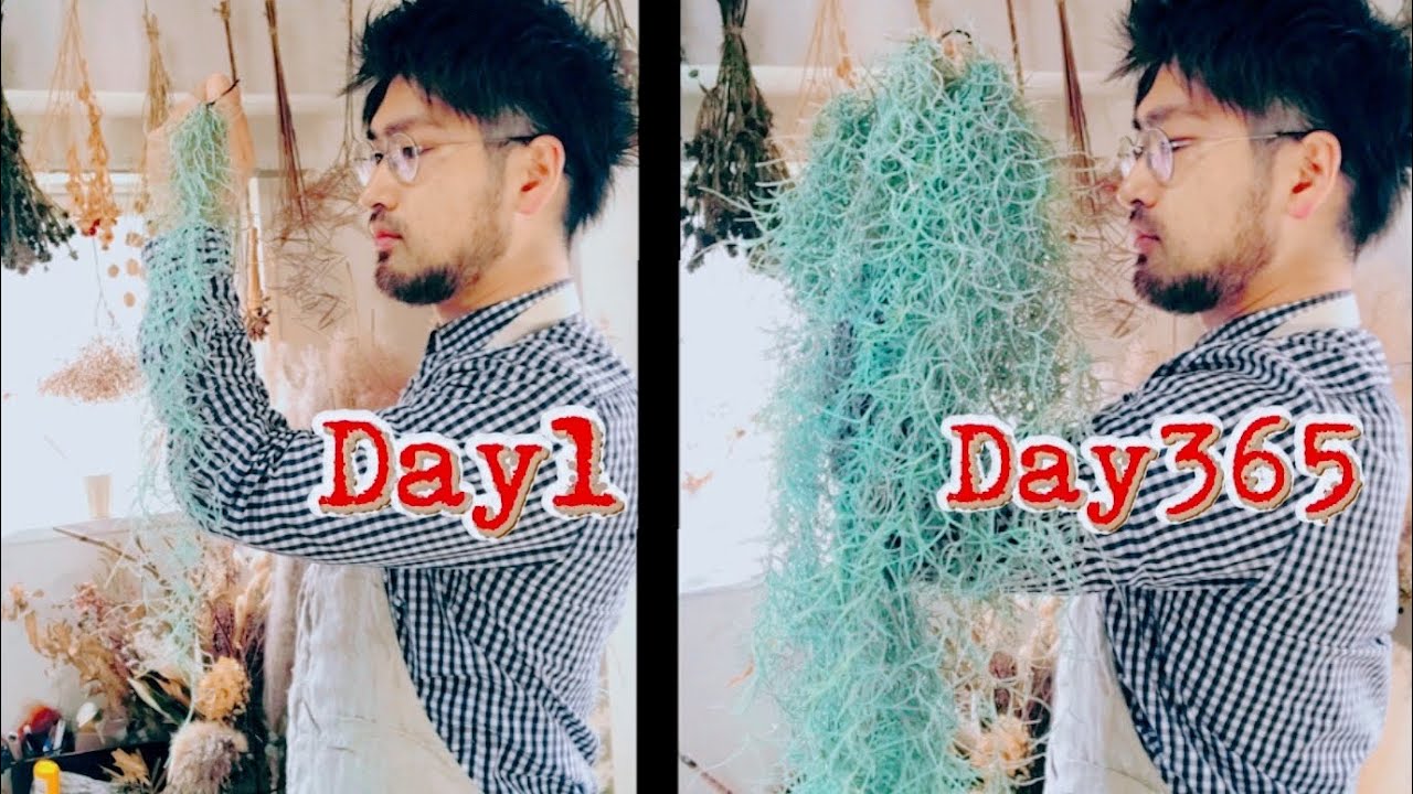 ウスネオイデスを増やす7つの方法【自宅園芸】バルコニーガーデニング