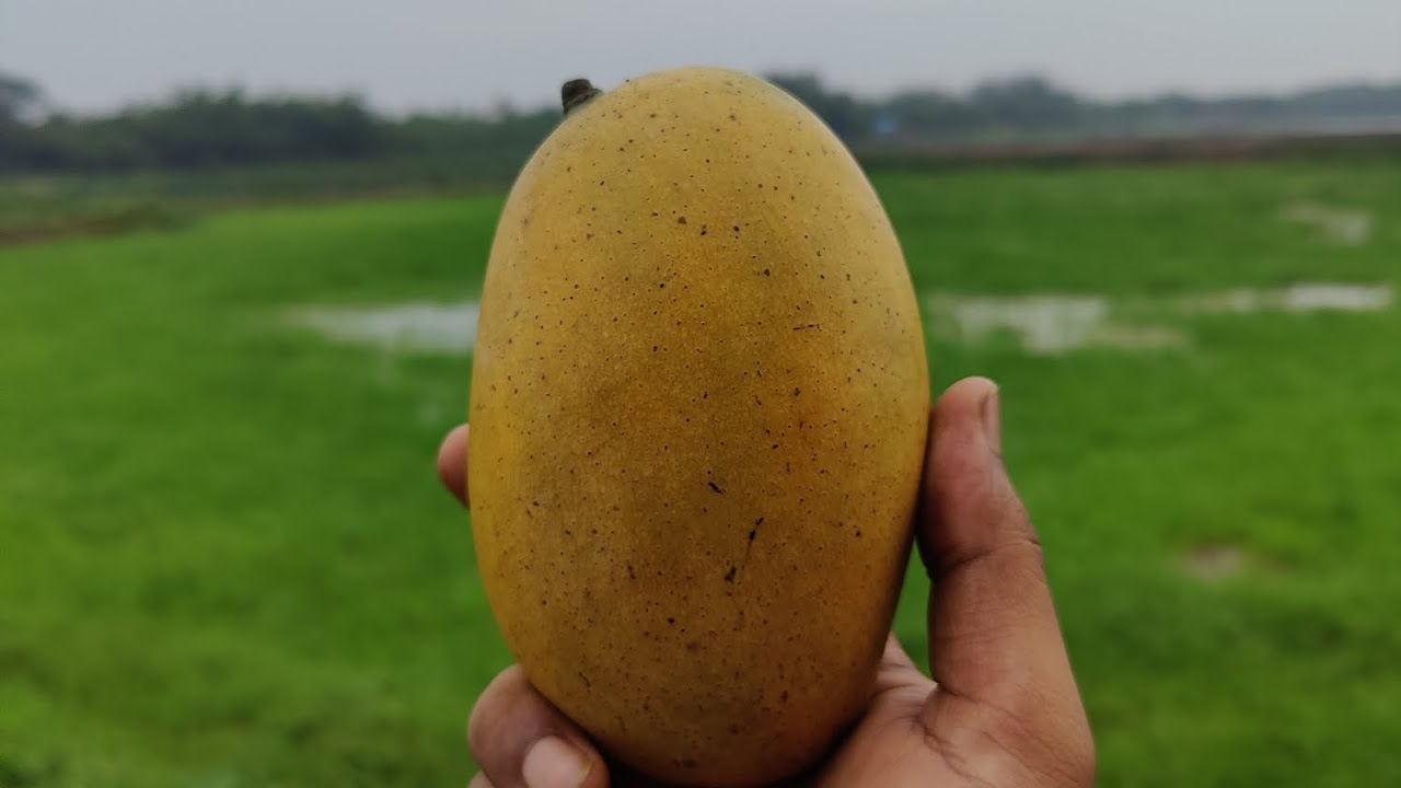 Short Trip to Am Rupali Garden | Chuadanga | Gram Bangla - YouTube