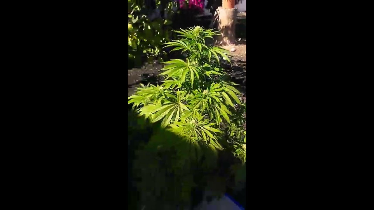 SOMANGO . day 20. Flowering.