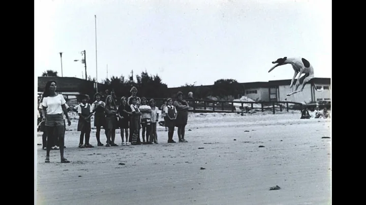 Pogo and Ashley Whippet Frisbee Dogs ‘’record breakers’’