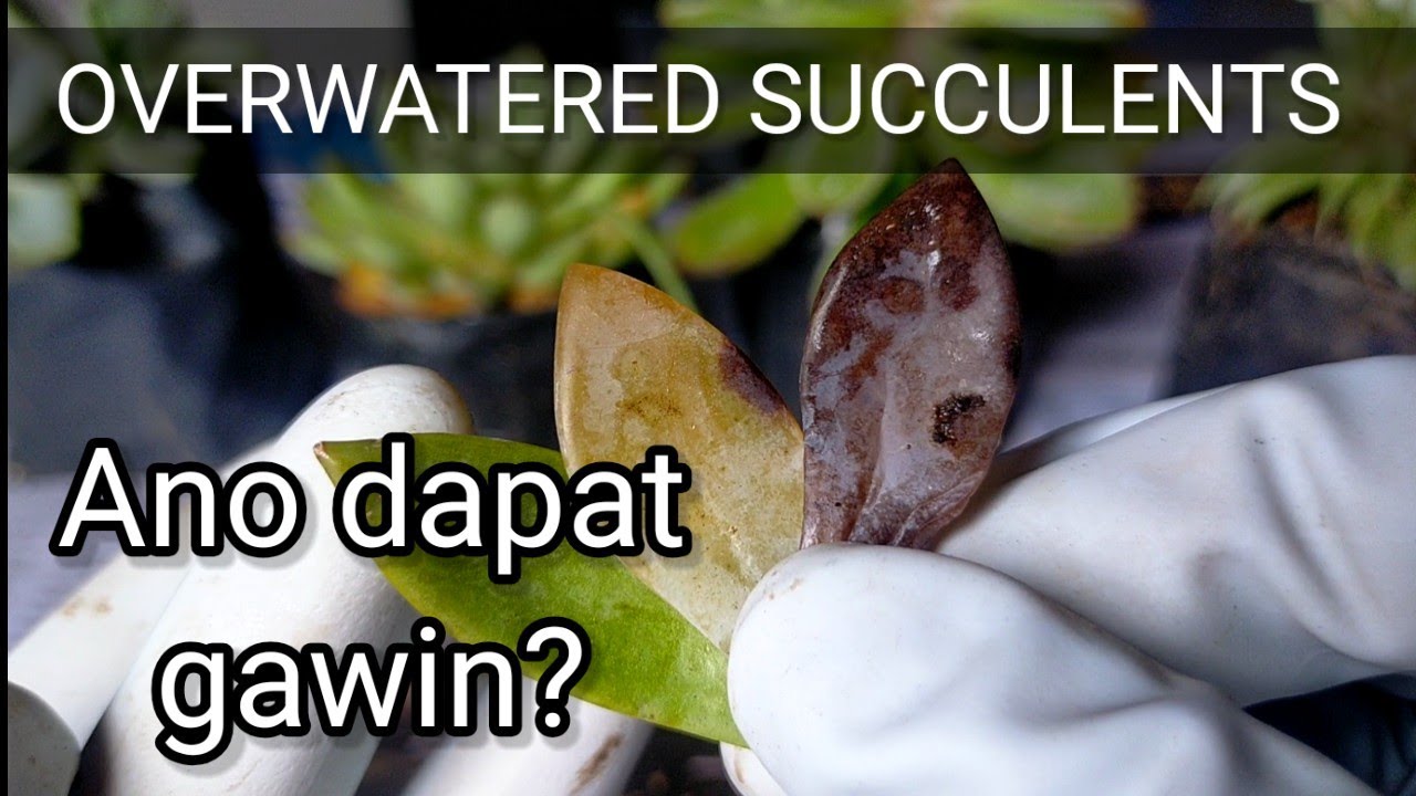 Overwatered Succulents l Bakit nabubulok ang mga Succulent leaves?
