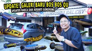 UPDATE!! KOLEKSI GALERI BARU BOS BOS QU? ADA CHANNA BARCA DAN AURANTI GONDRONG #bosbosqu