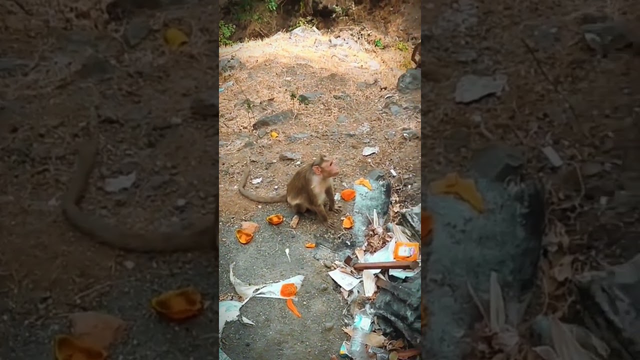 THE MONKEY OF MALSHEJ🐒 #monkey #theboyz #youtube #ytshorts #likeforlikes #viral