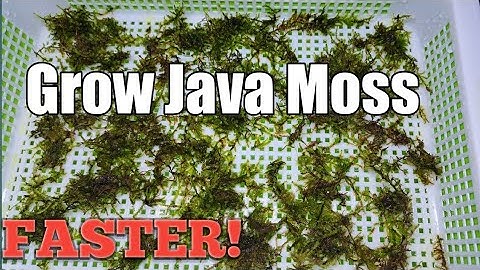 How to Farm Java Moss FASTER! #aquarium #javamoss #shrimp