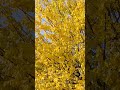 Autumn landscape #esmaülhüsna #muhammad #nature #shorts