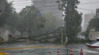 【速報】名古屋市内の公園で高さ約15メートルの木が倒れる　フェンスや街路樹がなぎ倒され道路をふさぐ　すぐ近くには小学校も　けが人の情報はなし