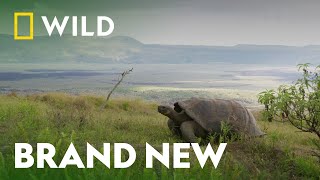 The World of Bizarre Animal Behaviours  | Wild and Weird | National Geographic WILD UK