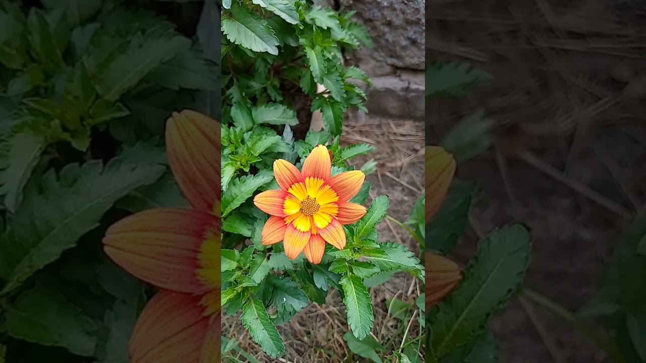 Красавчик биденс.