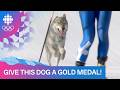 Dog Runs Onto Cross Country Skiing Course STEALS THE SHOW That S True Speed Milano Cortina 2026 Dog Runs Onto Cross Country Skiing Course STEALS THE SHOW That S True Speed Milano Cortina 2026