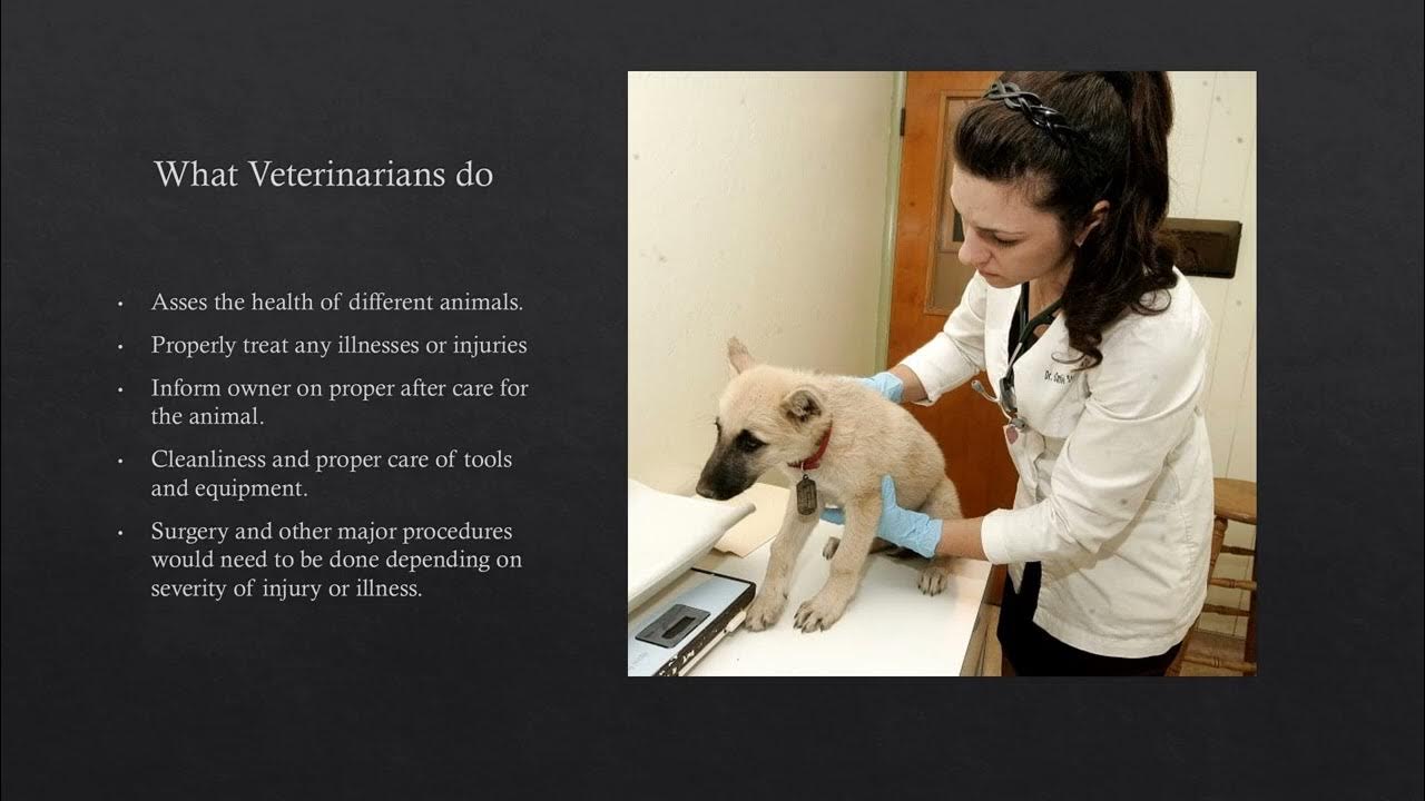 My path to a Veterinarian YouTube
