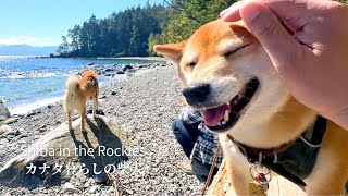 Shiba Inu who grew up in the mountains, has grown completely fond of the ocean [4K] by Shiba in the Rockies / カナダ暮らしの柴犬 16,370 views 2 weeks ago 7 minutes, 8 seconds