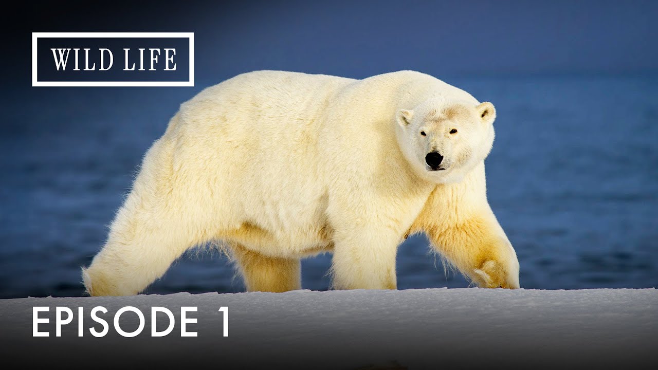 Frozen Europe: A Million Years of Survival | Destination Wild: Wild Europe | Episode 1