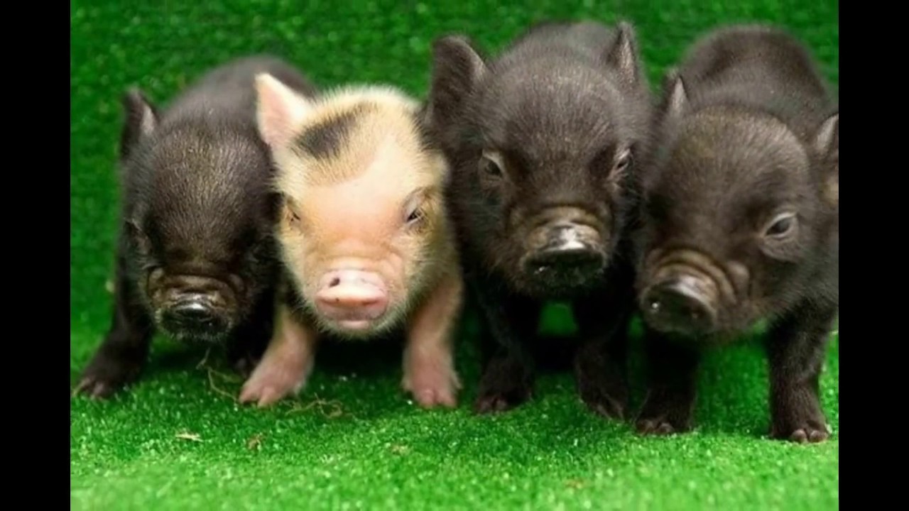 Свинья большой маленький. Мини Пиги мини майялино. Поросенок минипиг. Свинки мини Пиги. Мини Пиг карликовая Свинка.