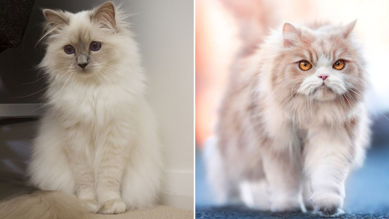 doll-face-persian-cats-youtube
