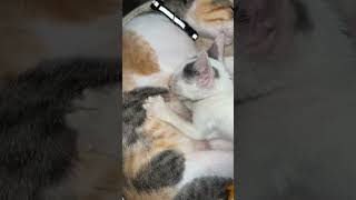 Mama luna and baby mystic 😻 #puspins #cat #kitten #mamacat #whitekitten