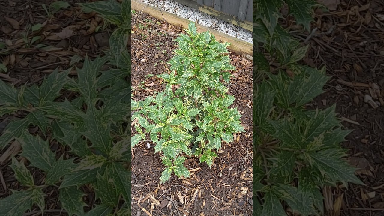 Osmanthus heterophyllus 'Goshiki' (Goshiki Holly Tea Olive) Southern Ontario USDA zone 6a