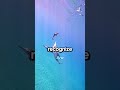 naughty dolphins 🐬| #shorts #ocean