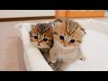 Kittens racing to escape! Which one got out first!?