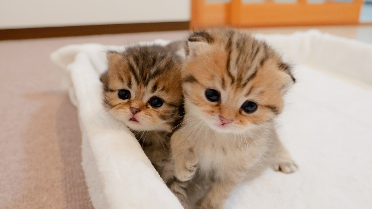 Kittens racing to escape! Which one got out first!?