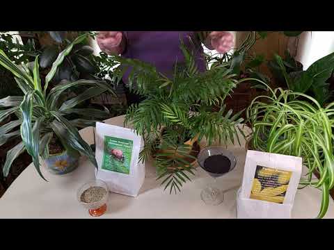 ვიდეო: დახურული მცენარეების დაავადებები: ფოტოები, როგორ ვებრძოლოთ?