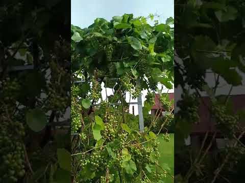 olloh beraman desa