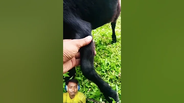 Video 10952451: bengal mix kitten, bengal mix cat, bengal cat breed, black bengal kitten