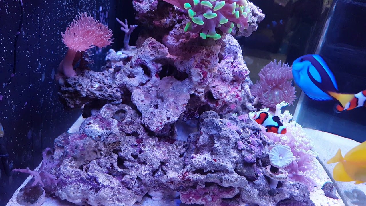 Biocube 32, corals and fish 😍 - YouTube