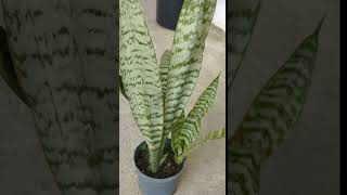 planta ,medicinal o para atraer buena suerte # sensaviera ,o lengua de vaca 👌👌👌#viral