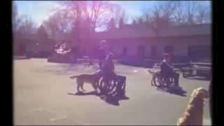 Pulling of Wheelchairs by Bergin U. Dogs