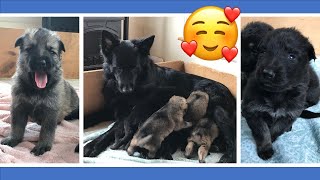 Dark Sable GS Puppies First Weeks Of Life