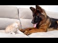 Tiny Kitten tries to make friends with a German Shepherd
