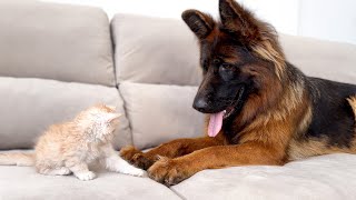Tiny Kitten tries to make friends with a German Shepherd