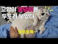 고양이 엉덩이를 두드려보았다. (끝까지 봐주세요~♥)