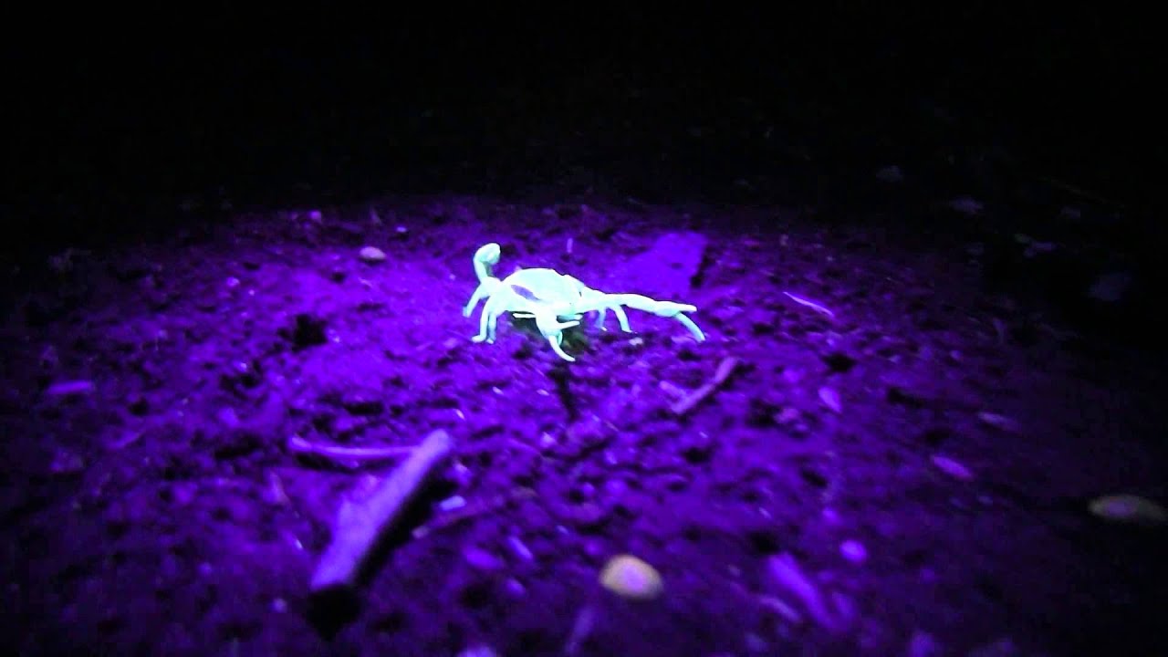 West Texas Wild with Dr. Ray Matlack