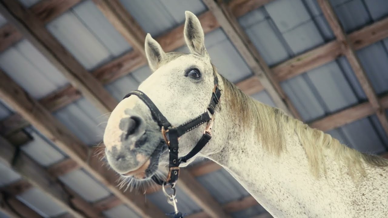 Valgeranna Horseback Ride by the Sea | 4K | Cinematic Video