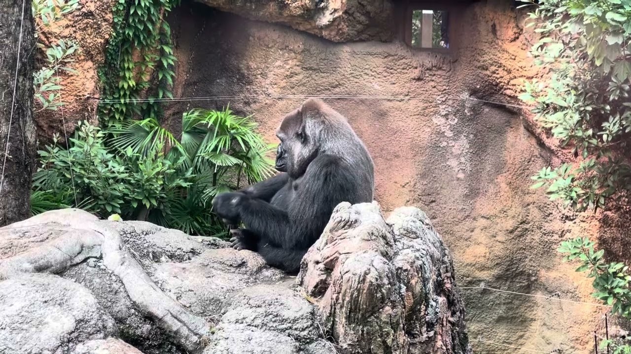 gorilla Haoko family, Momoko @ueno zoo, tokyo
