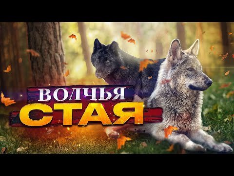 Видео: Волчья стая