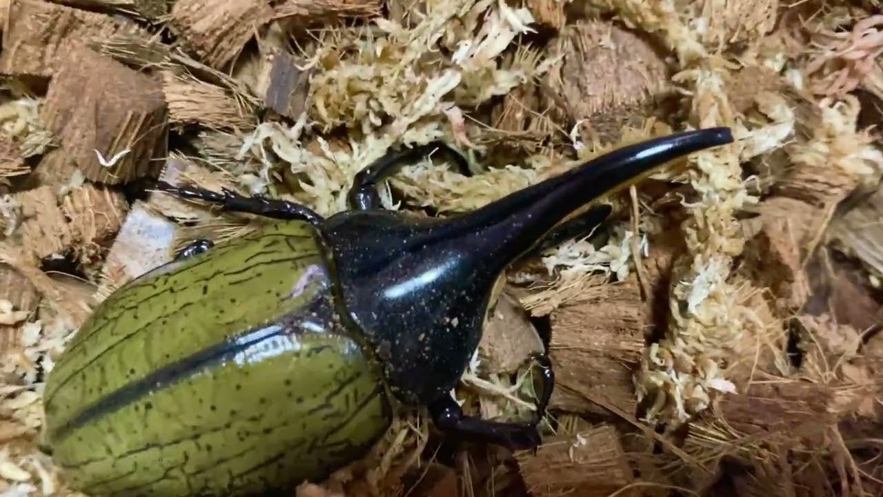 ヘラクレスオオカブト - YouTube