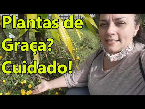 Vídeo: Lixo para o jardim: dicas para cultivar plantas do lixo