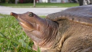 Worlds Fastest Turtle