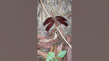 con chuồn chuồn #shorts #Taminsects