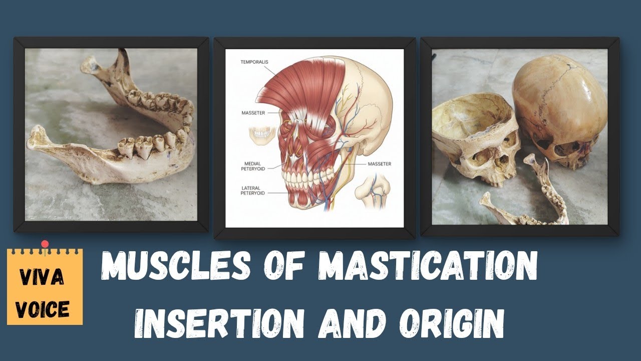 Muscles Of Mastication(short video)| Insertion And Origin On Skull And Mandible |Anatomy Viva.|