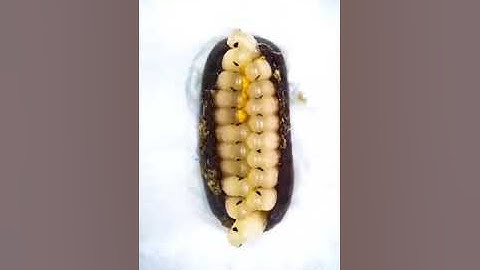 cockroach Ootheca | Emergence of Nymph Cockroach From Egg Case | Cockroach | Ootheca | Insects