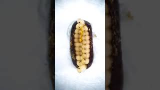 Roach Ootheca Emergence Of Nymph Roach From Egg Case Roach Ootheca Insects