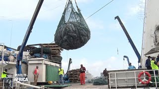 Made In Africa : Abidjan, le Hub du poisson thon