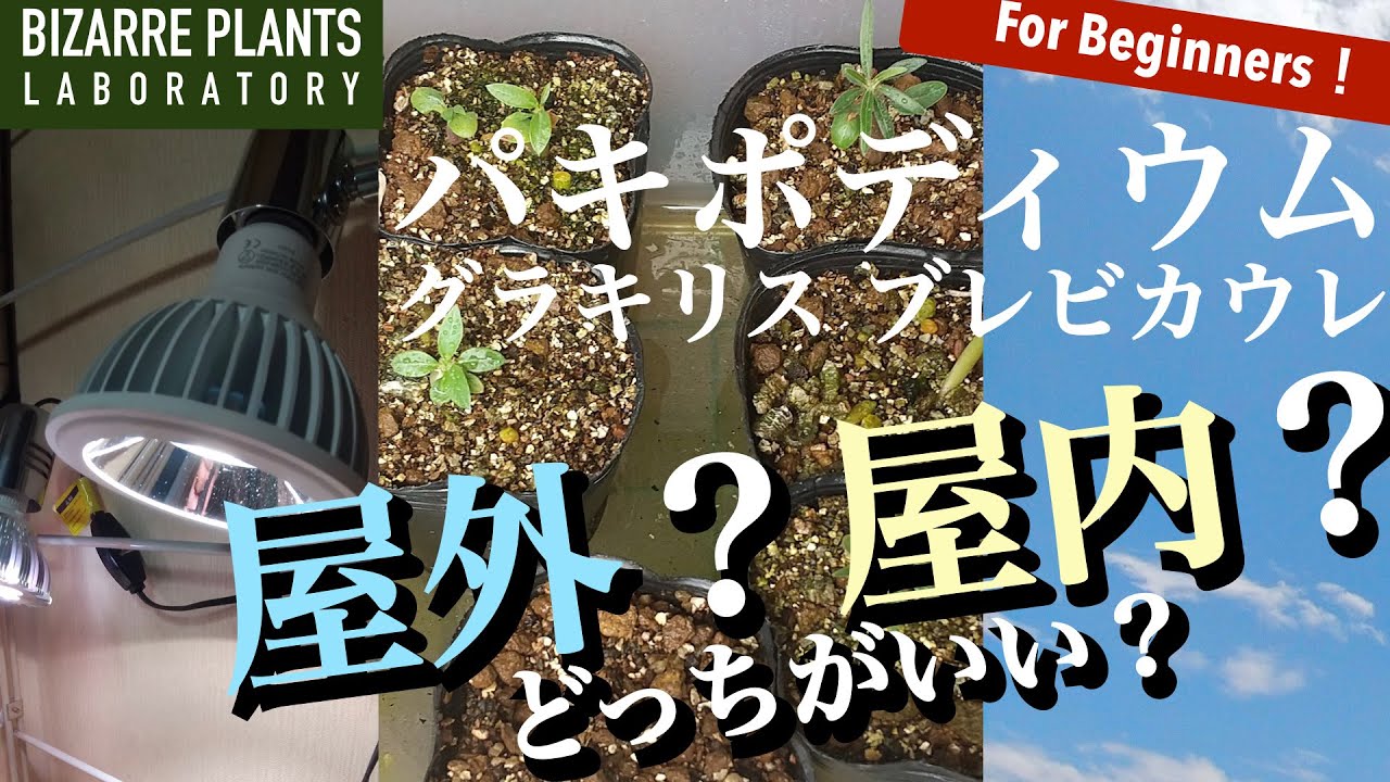 【パキポディウム】グラキリス（象牙宮）ブレビカウレ（恵比寿笑）実生苗は屋外？屋内？どっちがいい？比較実験してみました！！