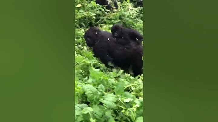 Gorilla Treking