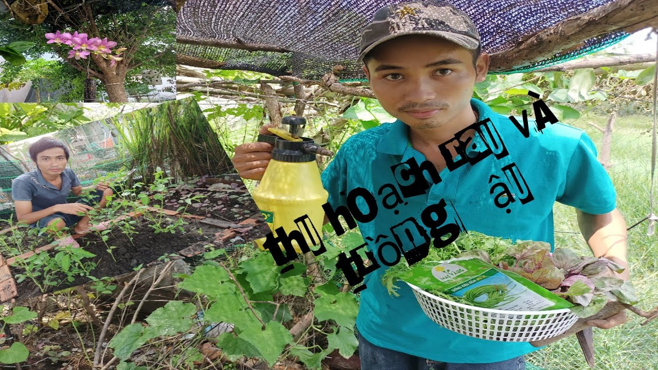 thu hoạch rau và trồng đậu 🪴🪴🪴 - YouTube